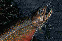 Brook Trout