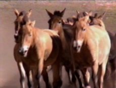 Przwalski Horses